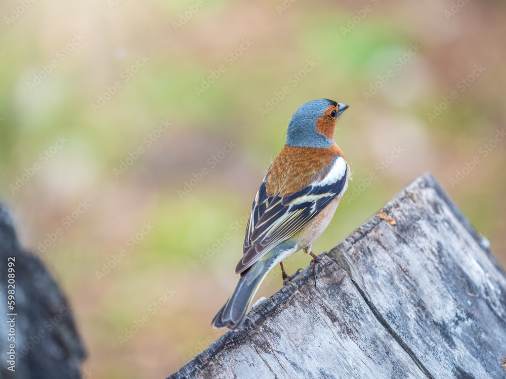 Common chaffinch, Fringilla coelebs, sits on a tree. Common chaffinch in wildlife. Common chaffinch, Fringilla coelebs, sits on a tree. Common chaffinch in wildlife.