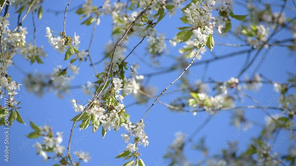 Blossoming tree with fresh new white petals and green leaves on twigs and branches against blue sky during springtime moving slowly in the wind, slow motion video Blossoming tree with fresh new white petals and green leaves on twigs and branches against blue sky during springtime moving slowly in the wind, slow motion video