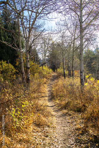 golden autumn. beautiful autumn forest. path through the forest