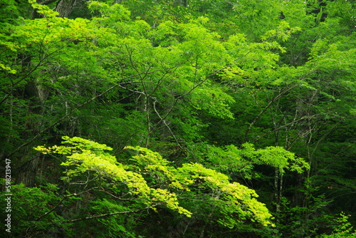 Landscape photo of a beautiful green forest.