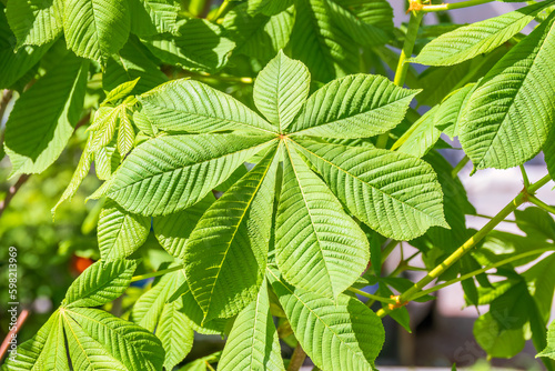Green Chestnut Leaves in beautiful light. Spring season, spring colors. photo