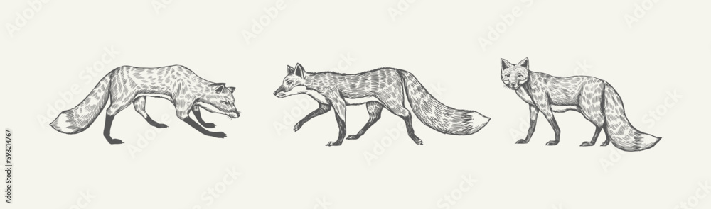Wild red fox set. Forest ginger animal flying and jumping. Vector Engraved hand drawn Vintage sketch for label or poster. Generative AI Wild red fox set. Forest ginger animal flying and jumping. Vector Engraved hand drawn Vintage sketch for label or poster. Generative AI