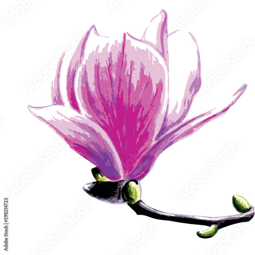 Drawing of a magnolia flower on white background. EPS floral botanical illustration.