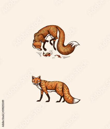 Wild red fox set. Forest ginger animal flying and jumping. Vector Engraved hand drawn Vintage sketch for label or poster. Generative AI