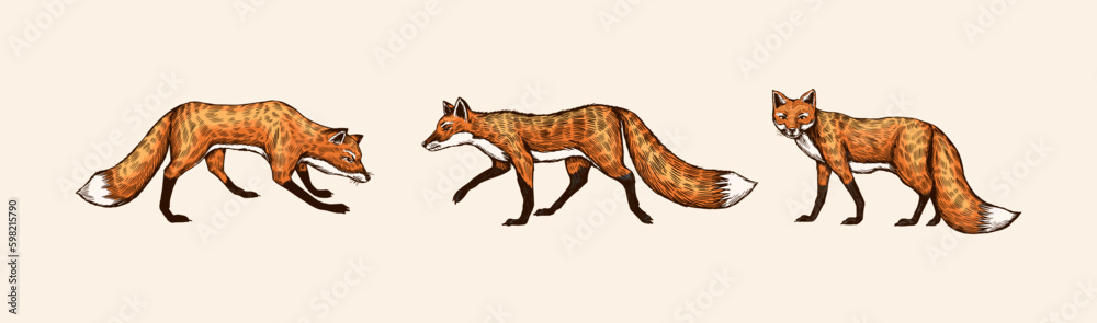 Fototapeta premium Wild red fox set. Forest ginger animal flying and jumping. Vector Engraved hand drawn Vintage sketch for label or poster. Generative AI