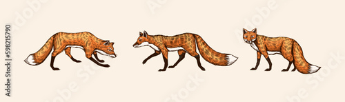Wild red fox set. Forest ginger animal flying and jumping. Vector Engraved hand drawn Vintage sketch for label or poster. Generative AI