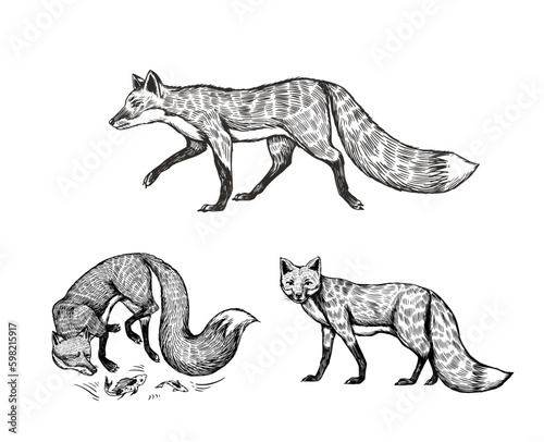 Wild red fox set. Forest ginger animal flying and jumping. Vector Engraved hand drawn Vintage sketch for label or poster. Generative AI