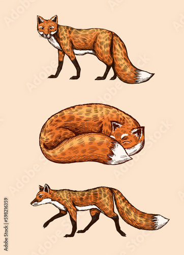 Wild red fox set. Forest ginger animal flying and jumping. Vector Engraved hand drawn Vintage sketch for label or poster. Generative AI