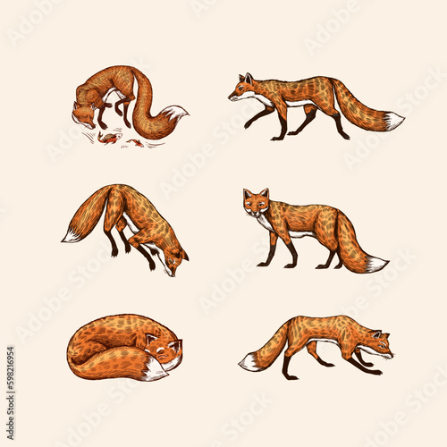 Wild red fox set. Forest ginger animal flying and jumping. Vector Engraved hand drawn Vintage sketch for label or poster. Generative AI