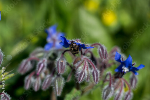 Close up of oxythyrea funesta. A white spotted rose beetle sitting on a borage flower.. photo