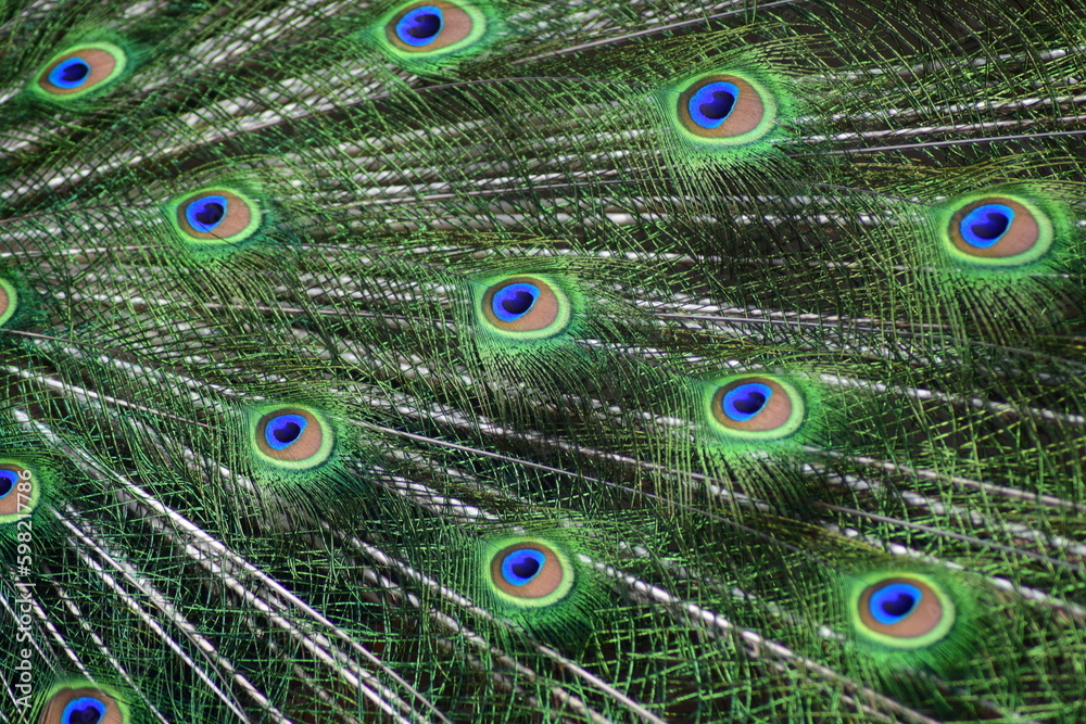 Obraz premium Peacock feathers background. Colorful pattern.