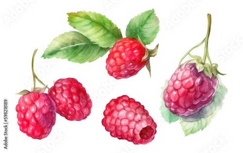 set vector watercolor illustration of ripe red raspberries isolated on white background Generative AI