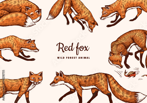 Wild red fox poster or banner. Forest ginger animal flying and jumping. Vector Engraved hand drawn Vintage sketch background. Generative AI