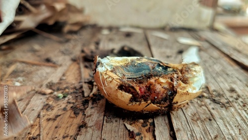 a chicken egg that fails to hatch, rots surrounded by ants.