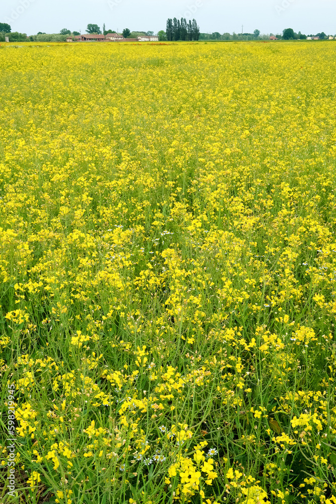 Po Valley landscape field cultivation nature natural agriculture farmhouse tree earth Po Valley landscape field cultivation nature natural agriculture farmhouse tree earth