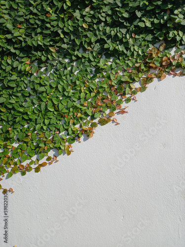 Green Ficus pumila or ivy leaves on white wall background. Copy space for text. Great for any use.