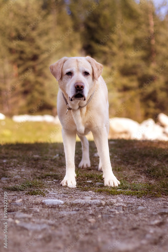 Biege Labrador dog standing in the park