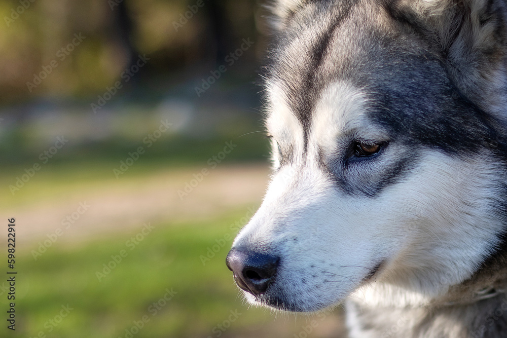 Siberian Husky portrait close-up, summer park