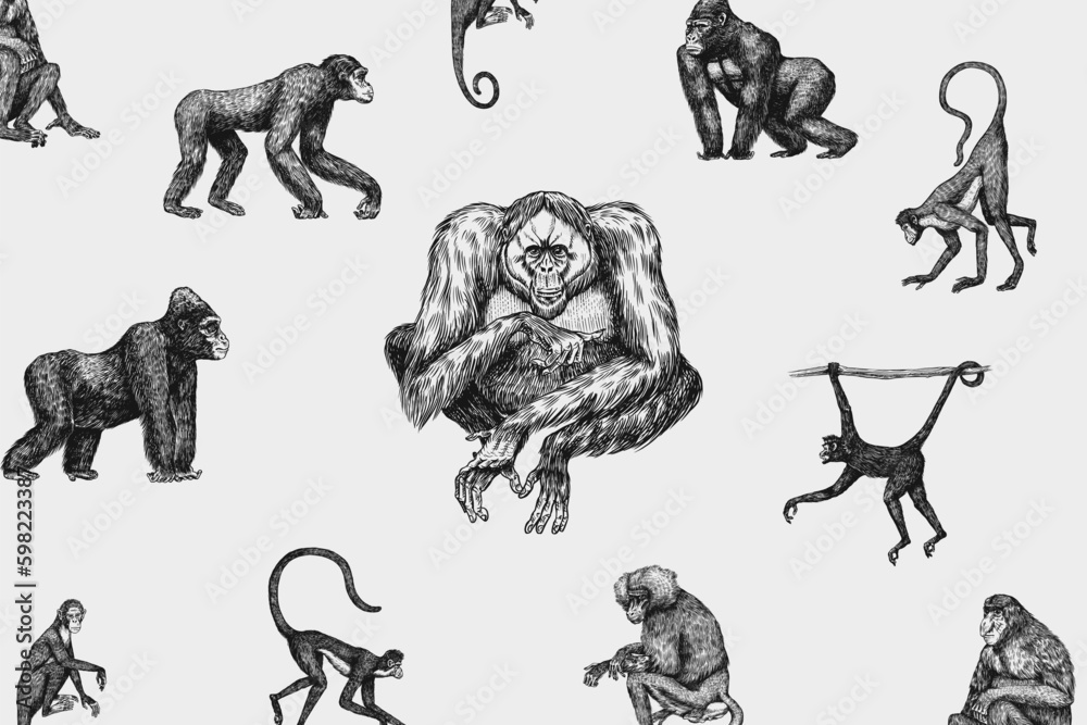 Bonobo or chimpanzee, Western gorilla , Orangutan in vintage style. Colombian capuchin Proboscis monkey. Spider monkey or Southern muriqui . Hand drawn engraved sketch in woodcut style. Generative AI - obrazy, fototapety, plakaty 
