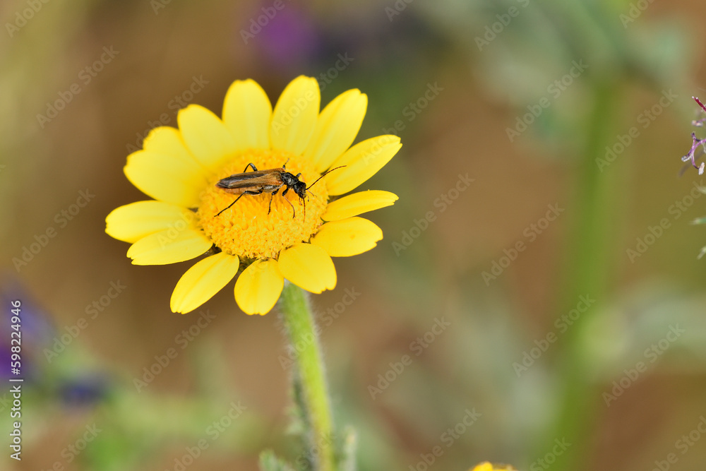 escarabajo (oedemera femorata) sobre una flor amarilla escarabajo (oedemera femorata) sobre una flor amarilla