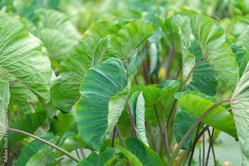 Kalo (taro plant)