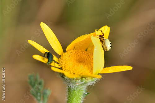 araña cangrejo o araña Napoleón (Synema globosum) depredando a un escarabajo 