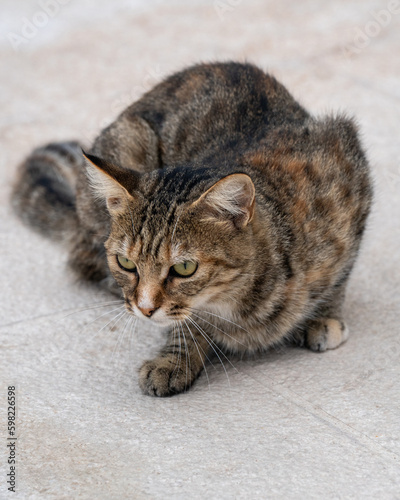 A small gray tabby cat sits on the embankment and looks away from the camera. Love to the animals.