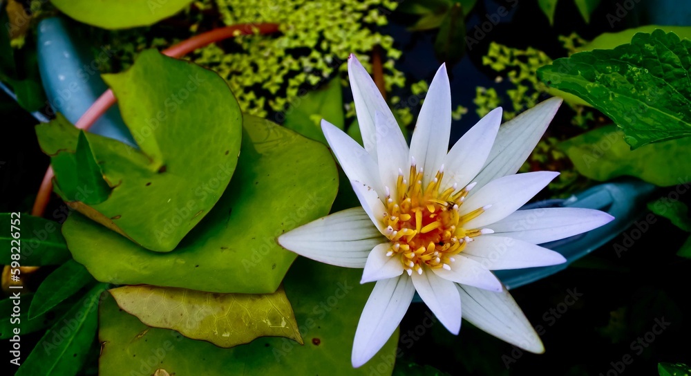 white lotus flower in the pond white lotus flower in the pond