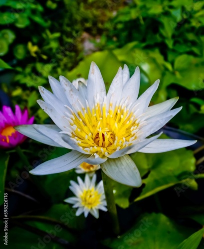 white lotus flower in the pond