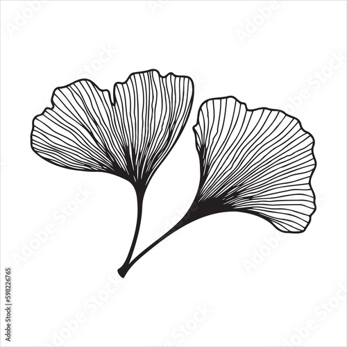 Hand drawn ginkgo biloba leaf. Floral elements for posters, greeting cards, invitations, etc.