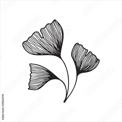 Hand drawn ginkgo biloba leaf. Floral elements for posters  greeting cards  invitations  etc.
