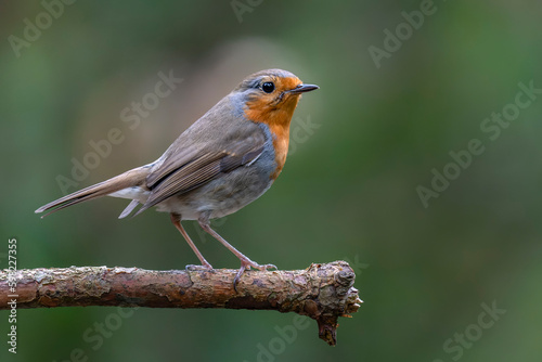  Robin (Erithacus rubecula) in the forest of Brabant Brabant in the Netherlands.                                                                                                                         © Albert Beukhof