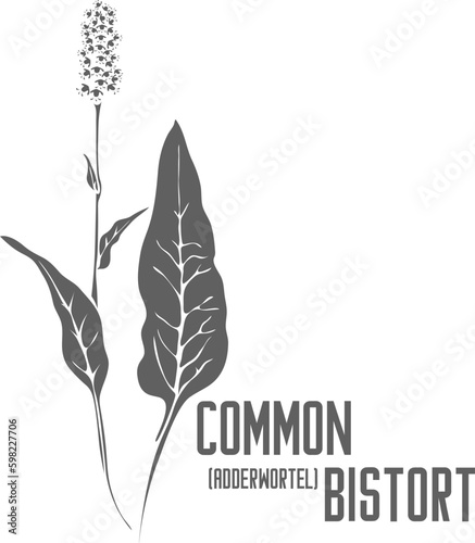 Common Bistort vector silhouette. Polygonum bistorta medicinal herb outline. Set of bistorte leaves and flowers in Line for medicine vector image. Contour drawing of Adderwortel healing flower.