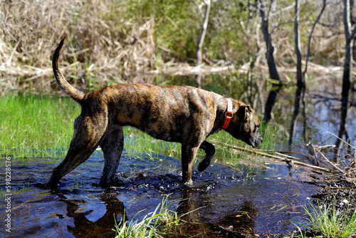 dog hunting in the grasses by water