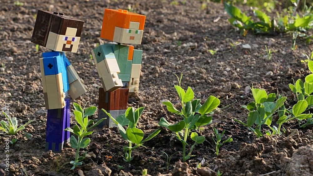Naklejka premium LEGO Minecraft figures of Steve and Alex checking fresh spring sprouts of pea plants, latin name Pisum Sativum in cultivated garden, afternooon sunshine