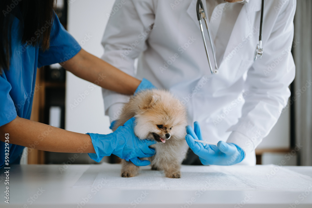 Pomeranian dog getting injection with vaccine during appointment in a veterinary clinic Pomeranian dog getting injection with vaccine during appointment in a veterinary clinic