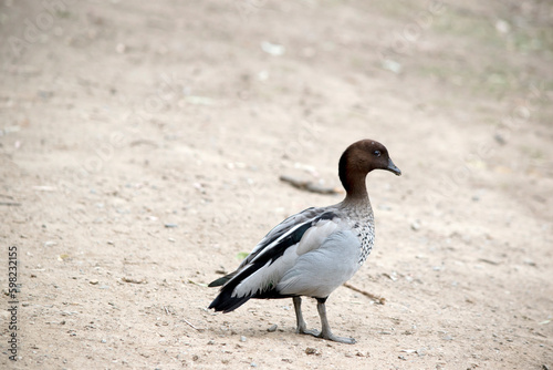 this is a side view of a Australian wood duck or Australian maned duck
