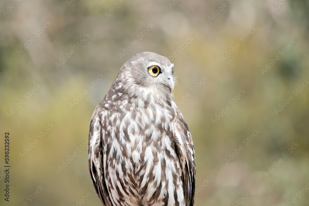 this is a close up of a barking owl this is a close up of a barking owl