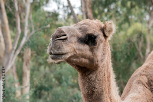 this is a close up of a camel