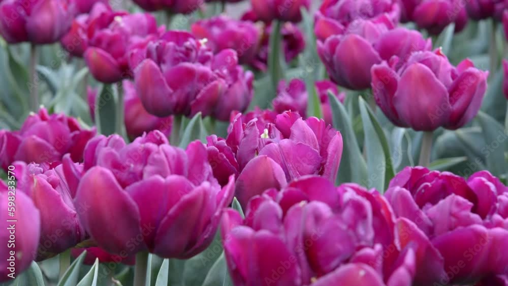 Lilac Perfection Double Peony Tulip in the park Lilac Perfection Double Peony Tulip in the park