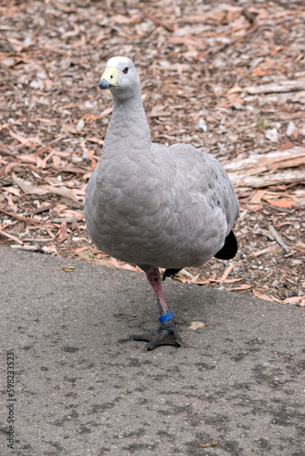 the cape barren goose is standing on one leg © susan flashman