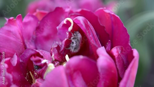 Mating of insects. Oxythyrea funesta phytophagous Mating insects inside a tulip bud photo