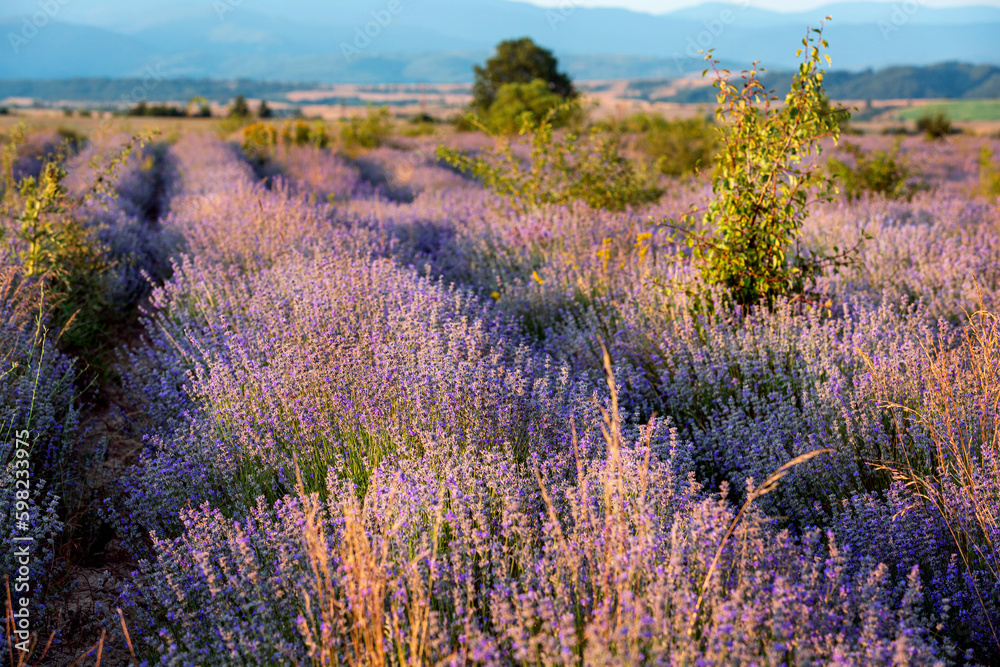 Fototapeta premium Sunset Lavender Field in the summer