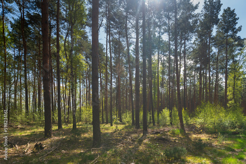 Ein ehemaliger Nadelbaumwald wird langsam zum Mischwald