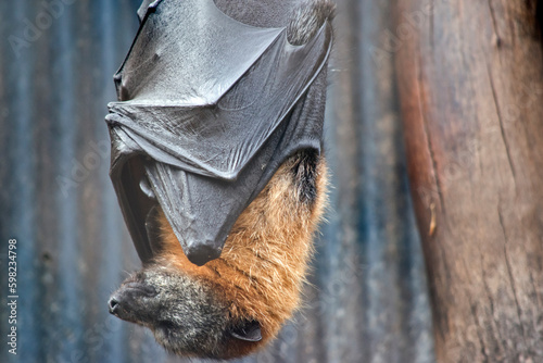 the fruit bat hangs upside down resting