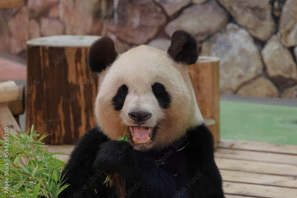 Obraz premium 白浜のパンダ結浜