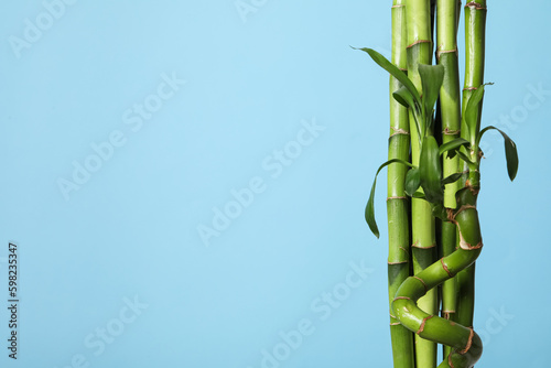 Concept of tropical and summer plant - bamboo