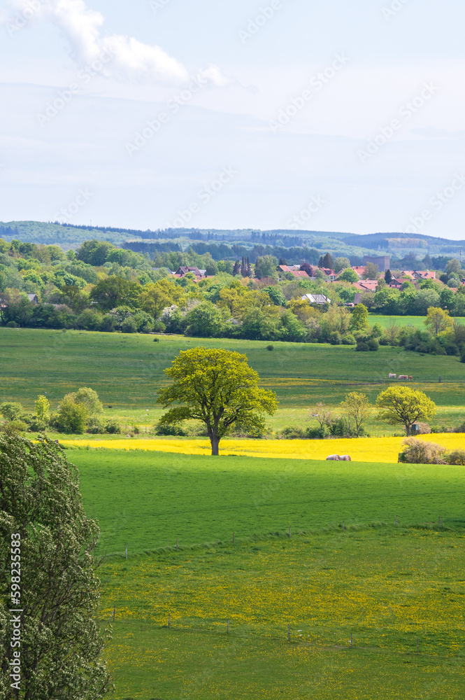 Fototapeta premium Single tree in green and yellow farm fields in Skåne Sweden during spring