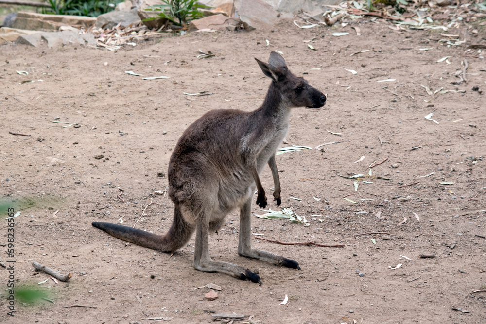 The kangaroo-island kangaroo is looking for food The kangaroo-island kangaroo is looking for food