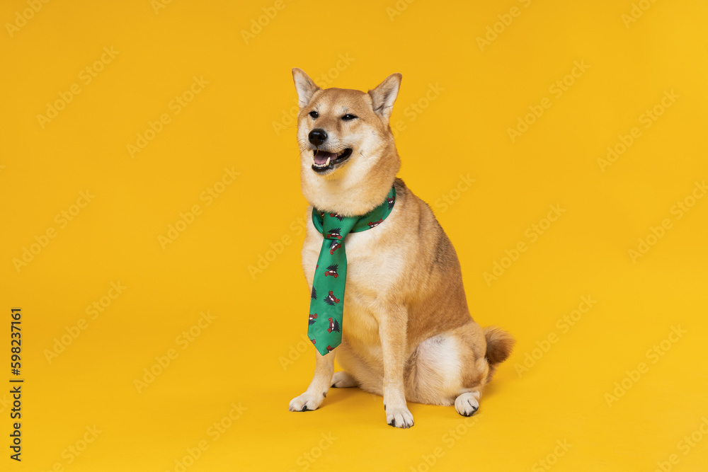 Shiba Inu cute dog on yellow background